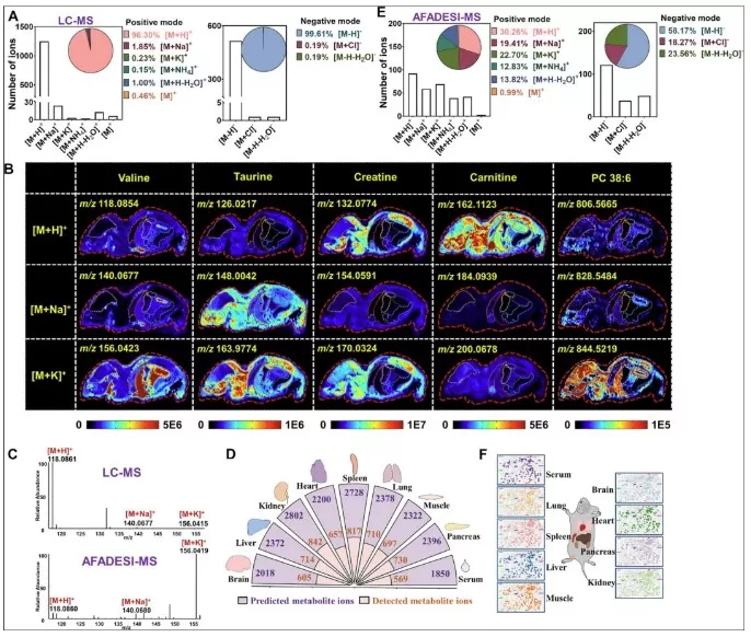 Whole-body metabolic mapping of mouse organs using AFADESI